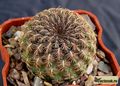 SULCOREBUTIA hoffmanniana KK 869